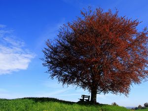 Превью обои дерево, скамейка, одинокое, склон