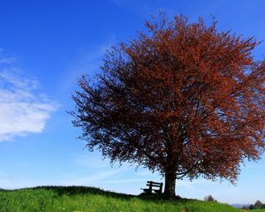 Превью обои дерево, скамейка, одинокое, склон