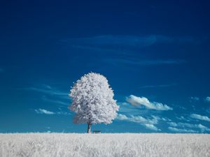 Превью обои дерево, скамейка, поле, пейзаж, инверсия