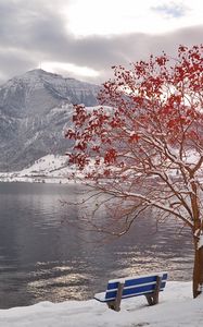Превью обои дерево, скамья, листья, осень, октябрь, заморозки, гора, озеро
