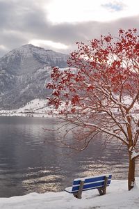 Превью обои дерево, скамья, листья, осень, октябрь, заморозки, гора, озеро