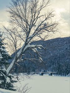 Превью обои дерево, скамья, снег, зима, природа