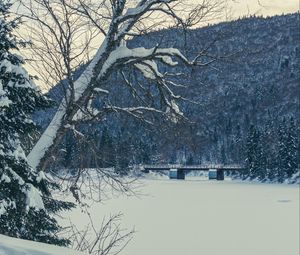 Превью обои дерево, скамья, снег, зима, природа