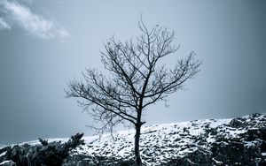 Превью обои дерево, снег, кусты, небо, природа, зима
