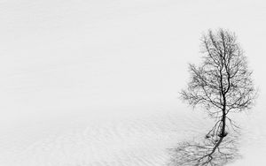 Превью обои дерево, снег, минимализм, чб, зима