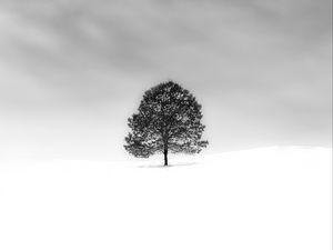 Превью обои дерево, снег, минимализм, чб, природа