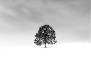 Превью обои дерево, снег, минимализм, чб, природа