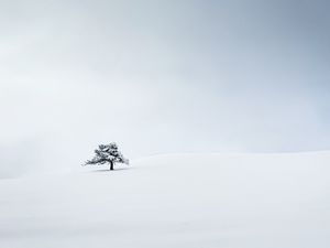 Превью обои дерево, снег, минимализм, зима, белый