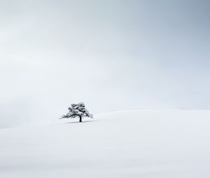 Превью обои дерево, снег, минимализм, зима, белый