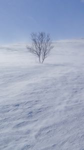 Превью обои дерево, снег, ветер, туман