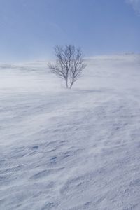 Превью обои дерево, снег, ветер, туман