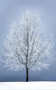 Превью обои дерево, снег, ветви, снежный