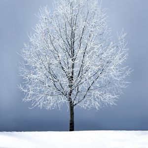 Превью обои дерево, снег, ветви, снежный