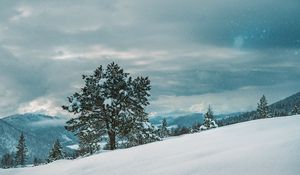 Превью обои дерево, снег, зима