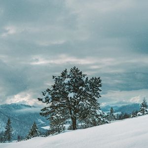 Превью обои дерево, снег, зима