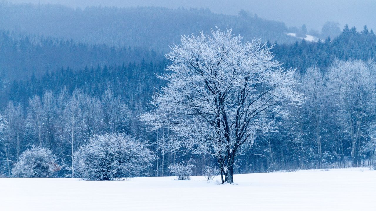 Обои дерево, снег, зима, лес