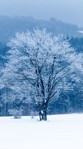 Превью обои дерево, снег, зима, лес
