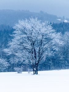 Превью обои дерево, снег, зима, лес