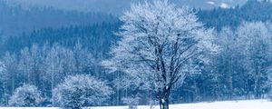 Превью обои дерево, снег, зима, лес