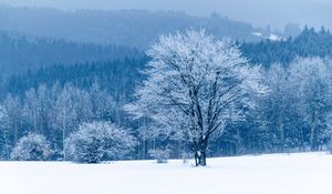 Превью обои дерево, снег, зима, лес