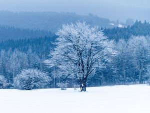 Превью обои дерево, снег, зима, лес