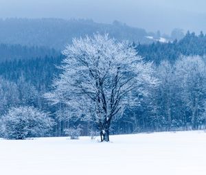 Превью обои дерево, снег, зима, лес