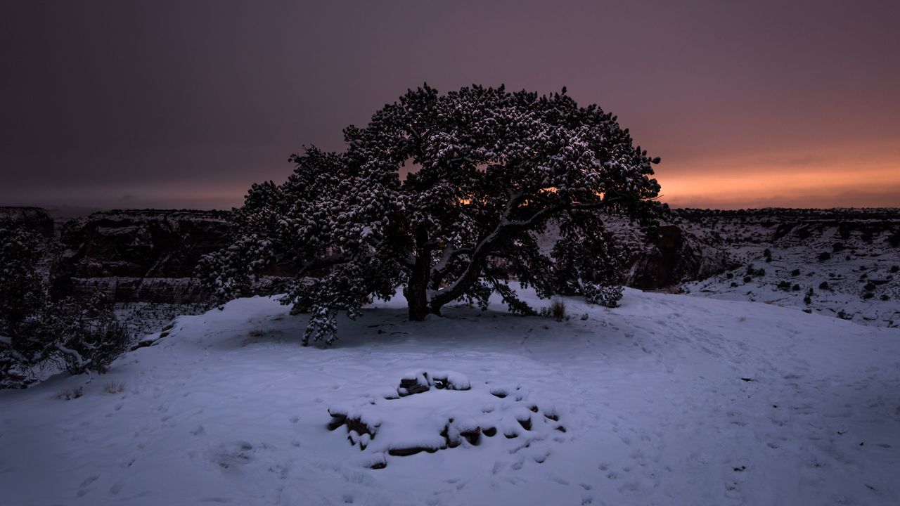 Дерево зима ночь