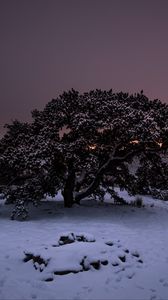 Превью обои дерево, снег, зима, ночь, заснеженный, небо