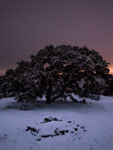 Превью обои дерево, снег, зима, ночь, заснеженный, небо