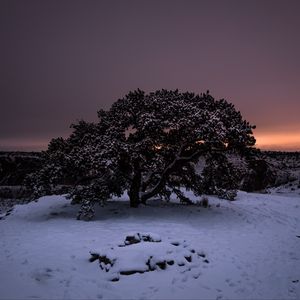 Превью обои дерево, снег, зима, ночь, заснеженный, небо