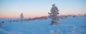 Превью обои дерево, снег, зима, иней, мороз