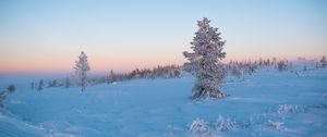 Превью обои дерево, снег, зима, иней, мороз