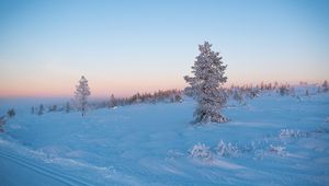 Превью обои дерево, снег, зима, иней, мороз