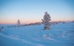 Превью обои дерево, снег, зима, иней, мороз