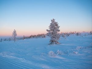 Превью обои дерево, снег, зима, иней, мороз