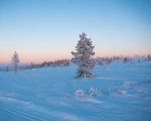 Превью обои дерево, снег, зима, иней, мороз