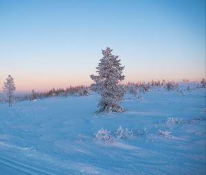 Превью обои дерево, снег, зима, иней, мороз