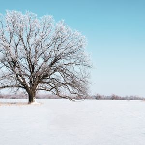 Превью обои дерево, снег, зима, заснеженный, небо, горизонт