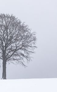 Превью обои дерево, снег, зима, минимализм, чб