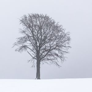 Превью обои дерево, снег, зима, минимализм, чб