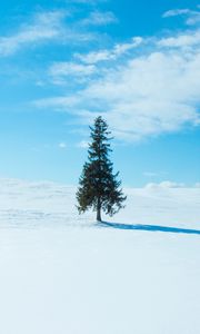Превью обои дерево, снег, зима, горизонт, небо