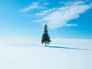 Превью обои дерево, снег, зима, горизонт, небо