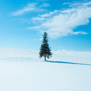 Превью обои дерево, снег, зима, горизонт, небо