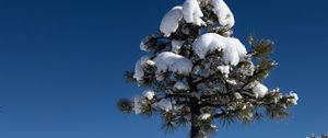 Превью обои дерево, снег, зима, лес, небо, природа
