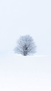 Превью обои дерево, снег, зима, минимализм, белый