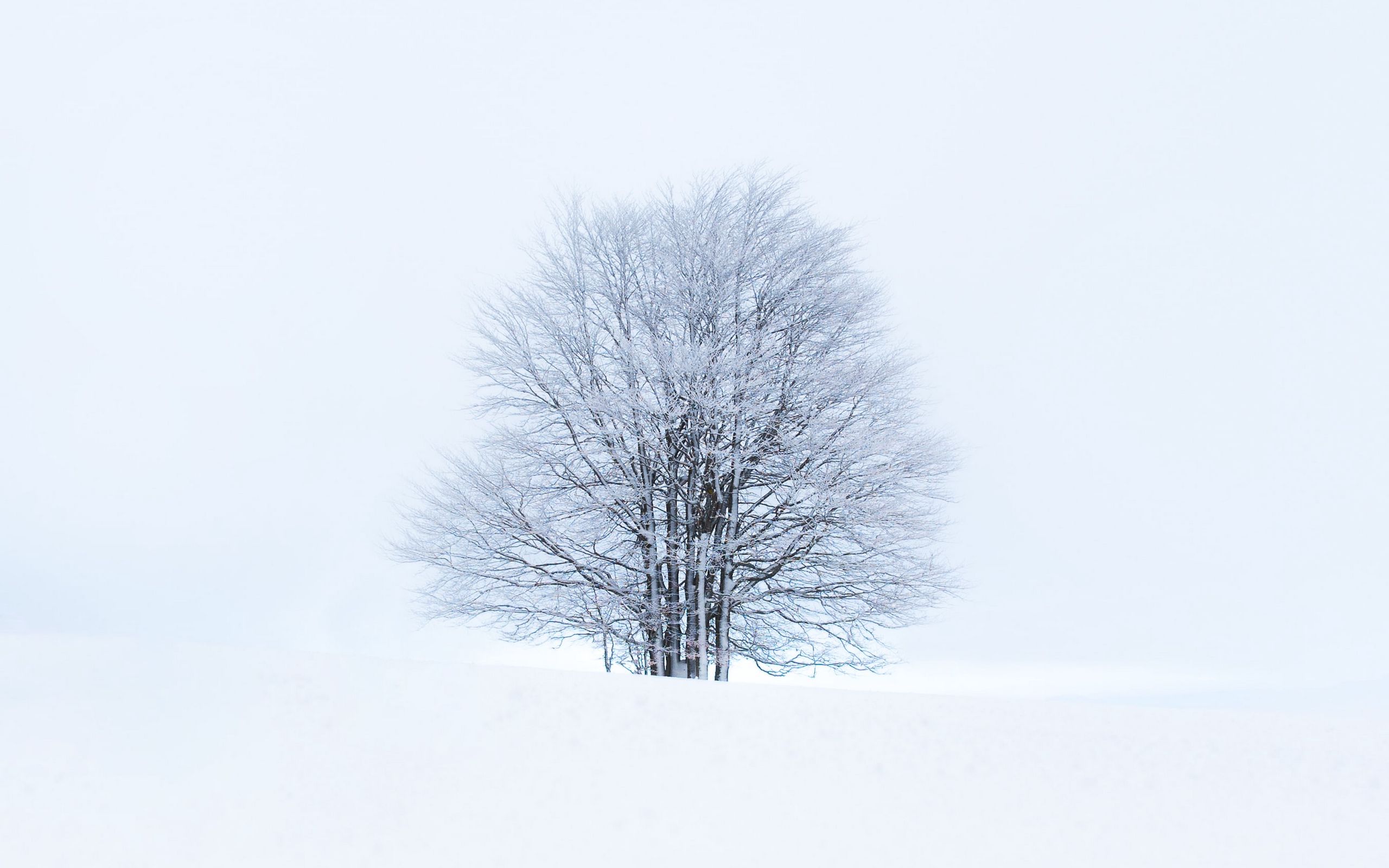 Минимализм дерево на фоне белого снега