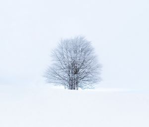 Превью обои дерево, снег, зима, минимализм, белый