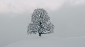 Превью обои дерево, снег, зима, природа, белый