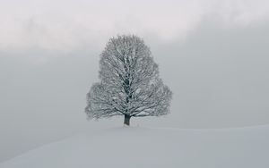 Превью обои дерево, снег, зима, природа, белый