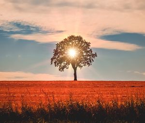 Превью обои дерево, солнечный свет, горизонт, небо, трава